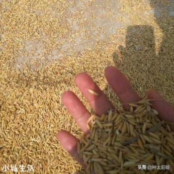 近日，水稻多地涨价，何时是出售好时机？