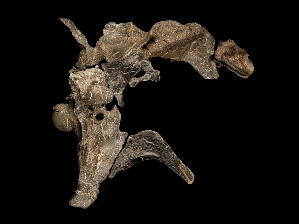 英国怀特岛发现的“鳄鱼”头骨化石属于两个棘龙新生物
