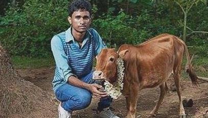 世界上最矮的牛，印度母牛身高只有61.5厘米