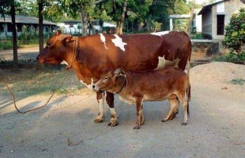 世界上最矮的牛，印度母牛身高只有61.5厘米