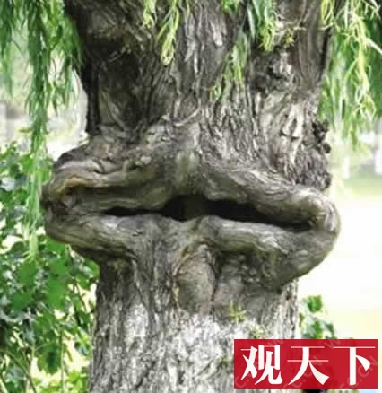 世界上最奇特的树：千年树妖龙血树