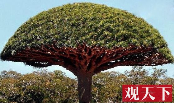 世界上最奇特的树：千年树妖龙血树
