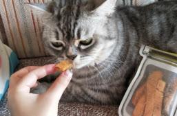 美短猫爱吃什么猫零食，好的冻干排行榜