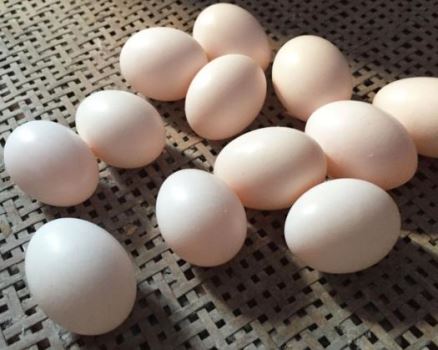 水煮鸽子蛋几分钟之后才能熟？鸽子蛋可以冲开水喝吗？