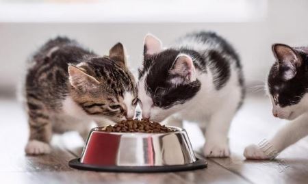 猫粮中主要的营养成分解释，每个营养成分的最低标准