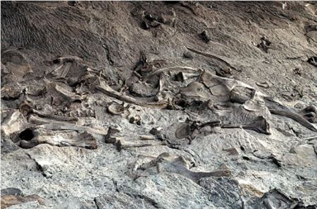 美国西部的山区中遍布着三角龙的尸骨