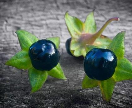 世界十大剧毒植物排行榜，念珠豌豆毒性强，乌头是“毒药女王”
