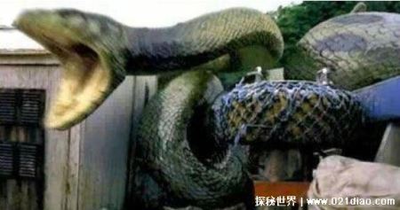 中国最吓人的一条巨蛇，长达50米的巨蟒将目击者当场吓晕过去
