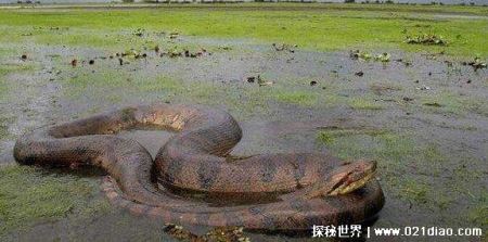 中国最吓人的一条巨蛇，长达50米的巨蟒(将目击者当场吓晕过去)
