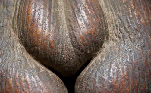世界上最大的果实 雌雄海椰子酷似男女生殖器