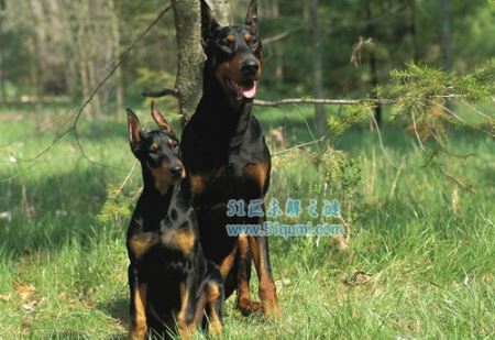 世界三大顶级护卫犬 卡斯特罗犬/杜宾犬/罗威纳犬