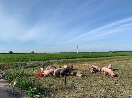 荷兰航空枢纽阿姆斯特丹史基浦机场征召一群猪组成巡逻队 阻止鸟类靠近机场