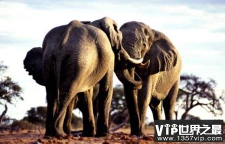 让人惊讶的非洲象人族，阴茎巨大无人能及(最长56CM)