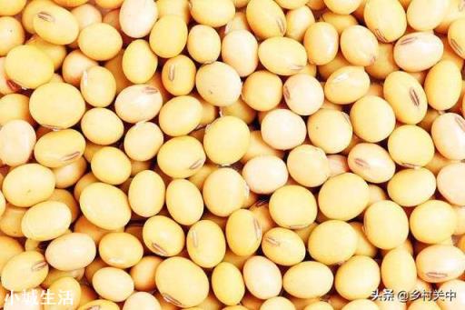 黑龙江大豆收购价格创近5年新高，是什么原因？还会继续走高吗？