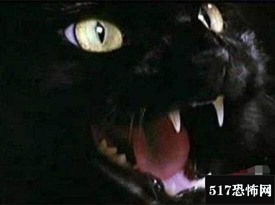 超恐怖猫的灵异事件，猫可以让尸体跳起来/让死人复活