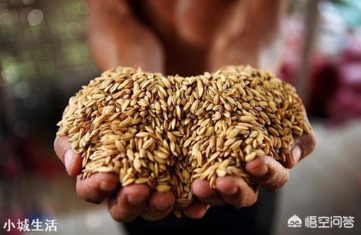 有机大米与普通大米有什么区别？你相信有机大米是真的有机吗？