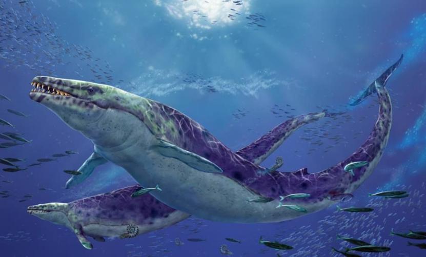 龙王鲸灭绝了吗产自哪里？是中国龙的原型？