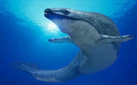 龙王鲸灭绝了吗产自哪里？是中国龙的原型？