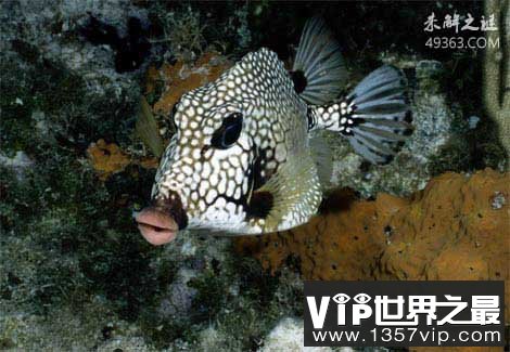 多彩多姿的十大奇特海洋动物，虾虎鱼可在雄性和雌性之间变换