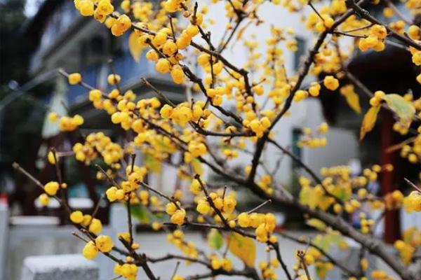 杭州植物园梅花开了是真的吗2022