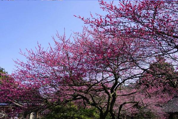 杭州植物园梅花开了吗2022 杭州植物园梅花几月开