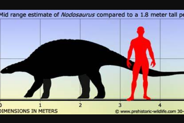 结节龙:北美中型恐龙长有层状板甲/没有尾锤