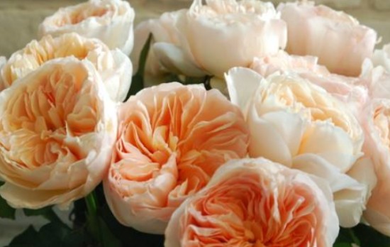 世界上最贵的花:朱丽叶玫瑰获2695万元高价评为AASR级