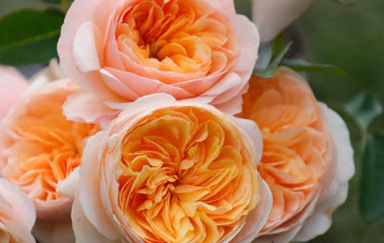 世界上最贵的花:朱丽叶玫瑰获2695万元高价评为AASR级
