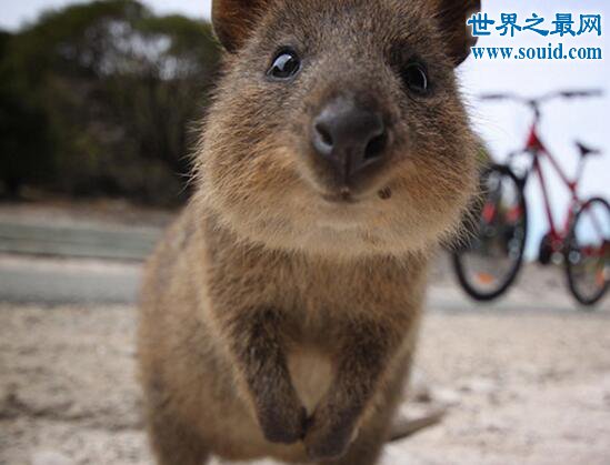 世界上最爱笑的动物，短尾矮袋鼠澳洲濒危生物