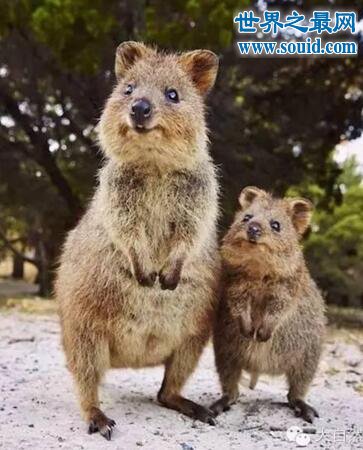 世界上最爱笑的动物，短尾矮袋鼠澳洲濒危生物