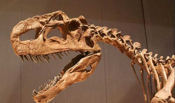 单脊龙：新疆中型食肉恐龙长5米/距今1.7亿年前