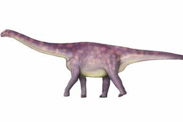 吉林大型恐龙:九台龙 仅有18节尾椎长度达2米