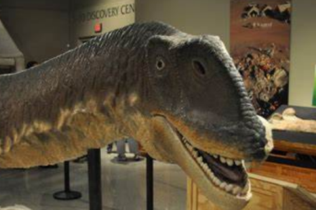吉林大型恐龙:九台龙 仅有18节尾椎长度达2米