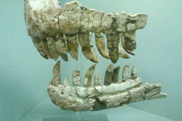 大型食肉恐龙:锐颌龙 体长7米化石仅完整鼻部