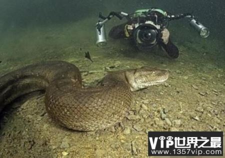 世界上最长的蛇：红海巨蟒，体长500米的深海杀手鱼雷炸成肉酱