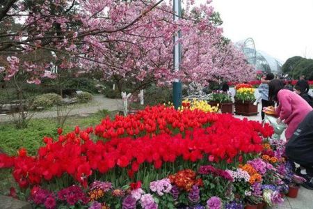 重庆春季去哪里赏花 重庆春季赏花最佳地点