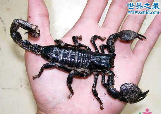 世界上最大的蝎子，真帝王蝎(长0.4米)
