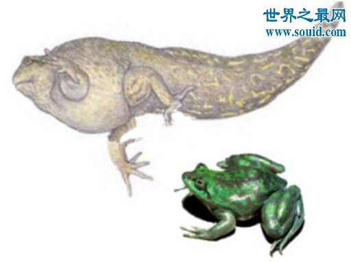 世界上最大的蝌蚪，长0.25米的不合理蛙(比青蛙还大)