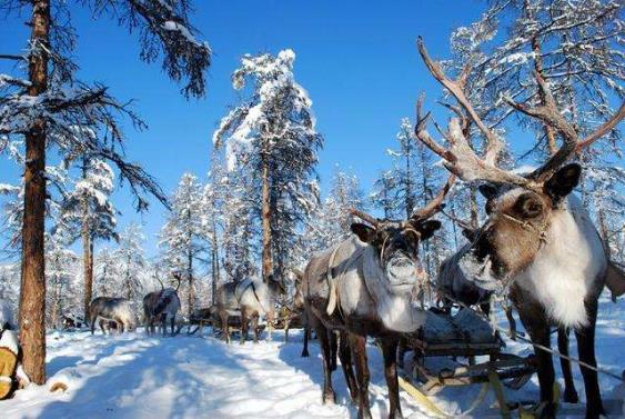 世界上最寒冷的小镇在哪里？西伯利亚很冷吗 上杨斯克零下90度