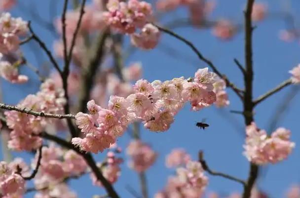 杭州看樱花的景点推荐