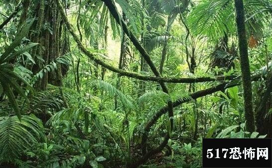 地球之肺是哪片热带雨林，亚马逊雨林是地球之肺/维持大气平衡