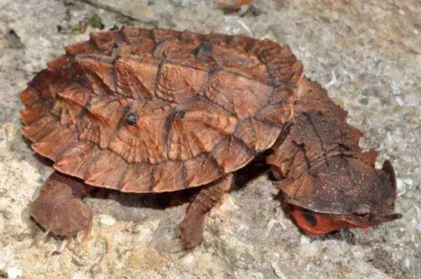 容易暴毙的乌龟排名：马来食螺龟排第一名