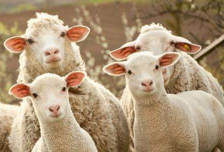 十羊九不全是什么意思：关于属羊的说法有哪些