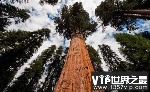 世界上最高的杏仁桉树156米高,是树界珠穆朗玛峰