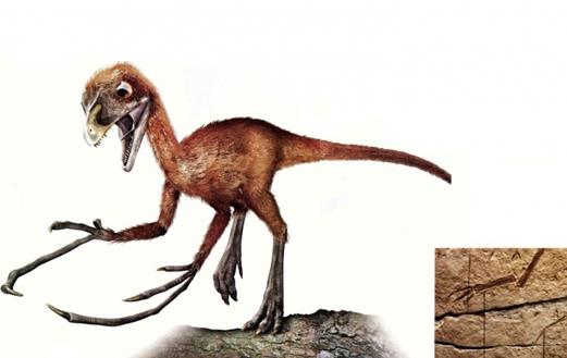 世界上最小的恐龙 小驰龙体长不到四十厘米