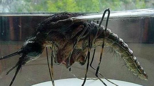 世界上最大的蚊子 华丽巨蚊长达35cm