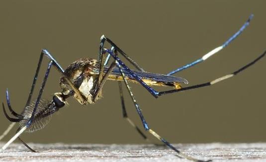 世界上最大的蚊子 华丽巨蚊长达35cm