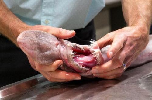[图文]罕见的“深海怪物” 欧氏尖吻鲛