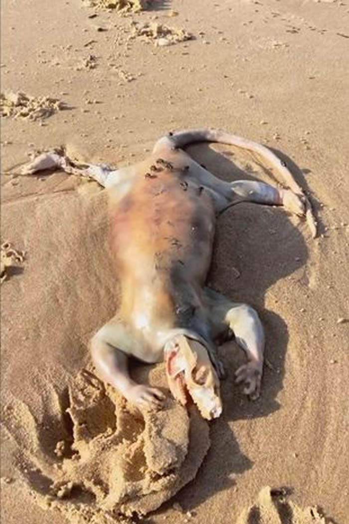 海怪现身：澳洲昆士兰州马卢奇郡海滩发现灵异神奇“外星物种”