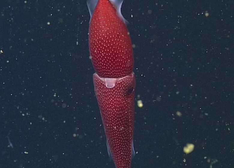 美国加州海洋科学家在725米海底拍到全身红色且布满发光斑点的“士多啤梨鱿鱼”